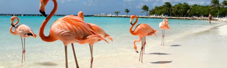 Imagen - Aruba, una isla… mil emociones