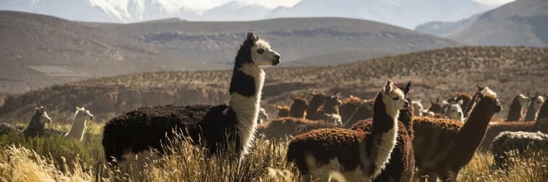 San Pedro de Atacama