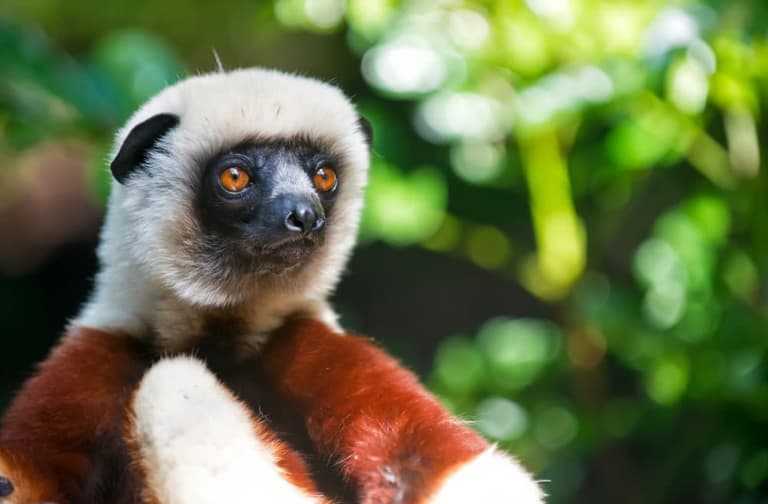 Immagine - Madagascar: spiagge tropicali e natura incontaminata