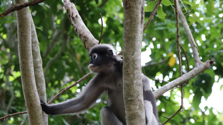 Image - Forêts de Kaeng Krachan – trésor écologique reliant montagnes, lacs et forêts denses