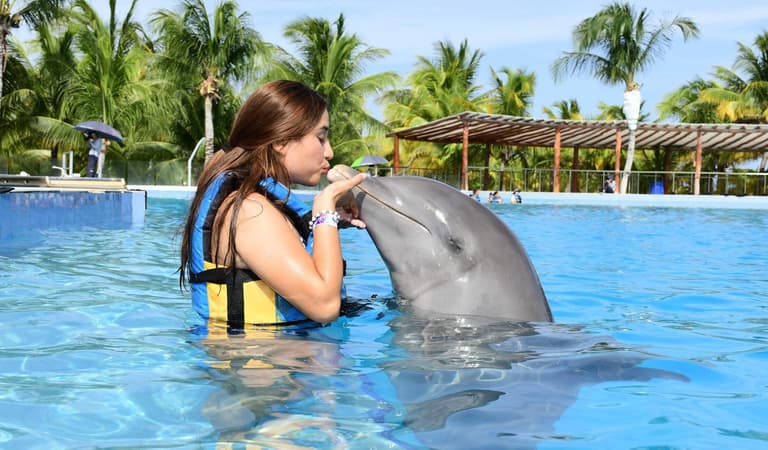 Imagen - dolphin