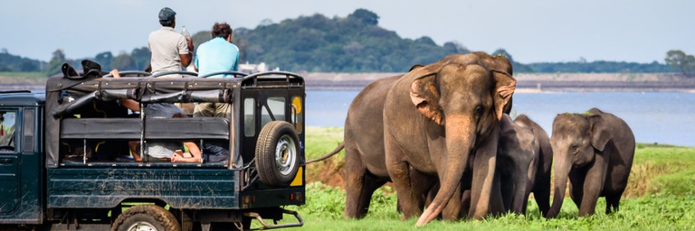 Image - Wild Life Trips