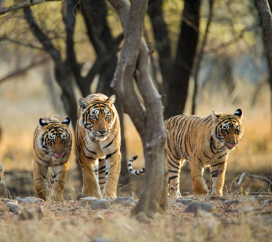 Image - Into the Wild