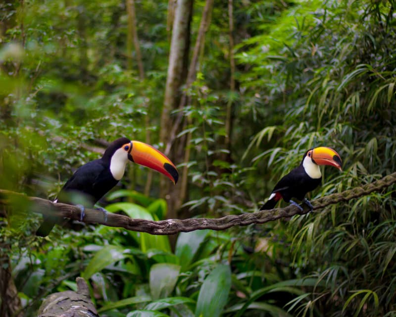 Image - Foz de Iguacu