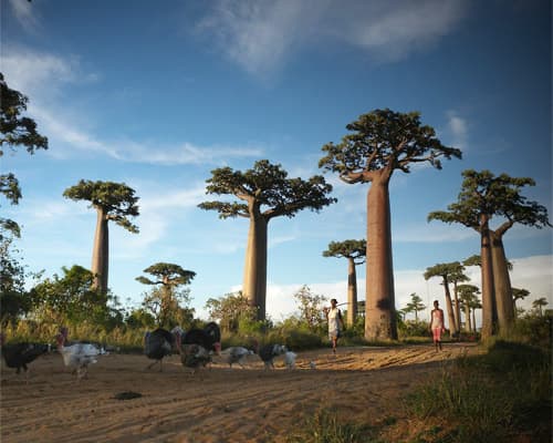 Imagine - Morondava, Madagascar