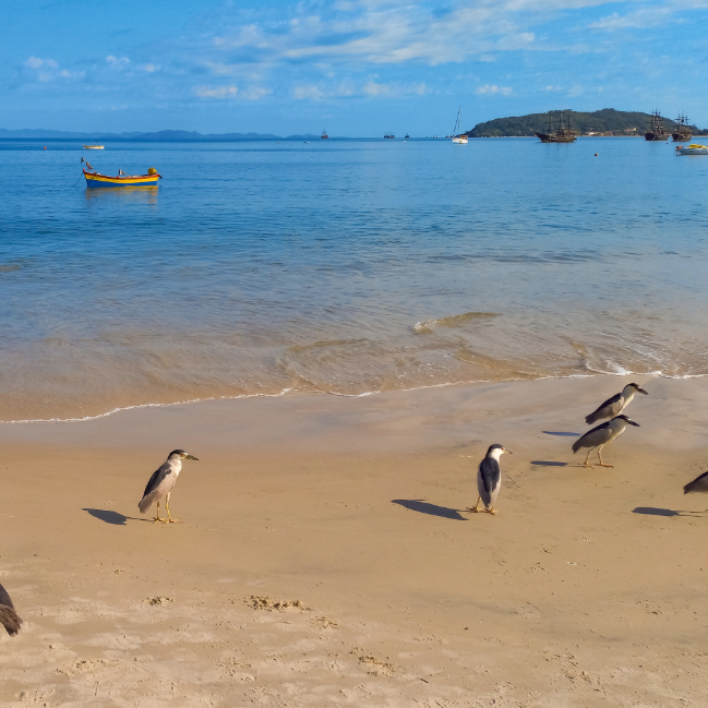 Imagen - Cachoeira do Bom Jesus