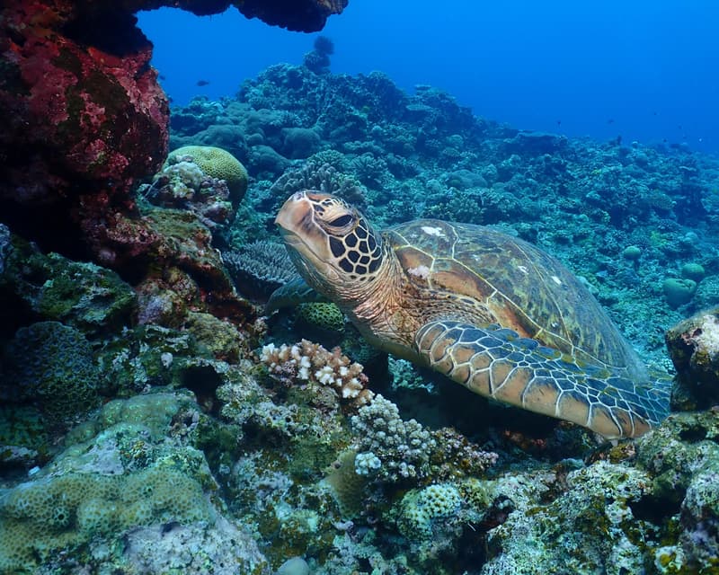 Immagine - Isola di Zamami