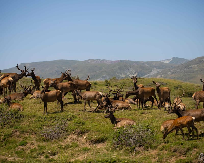 صورة - شاماخي