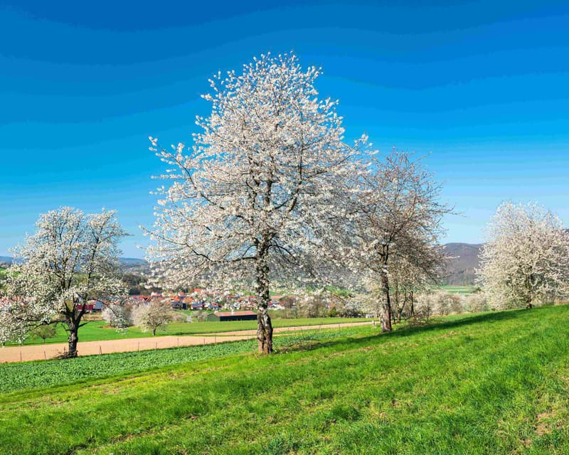 Immagine - Bad Sooden-Allendorf