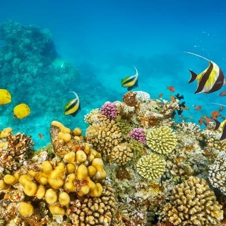 Immagine - Sharm el-Sheikh