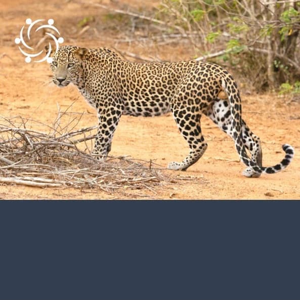 Imagen - Serengeti (Tanzania)