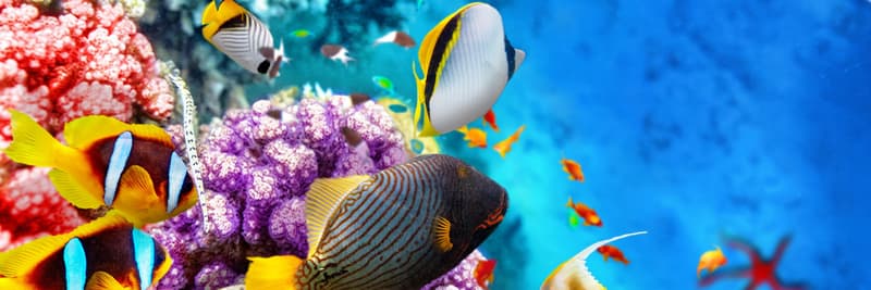 Image - Sharm el-Sheikh